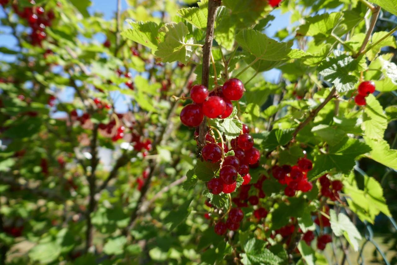 Idas Garten Bad Lauterberg Luaran gambar