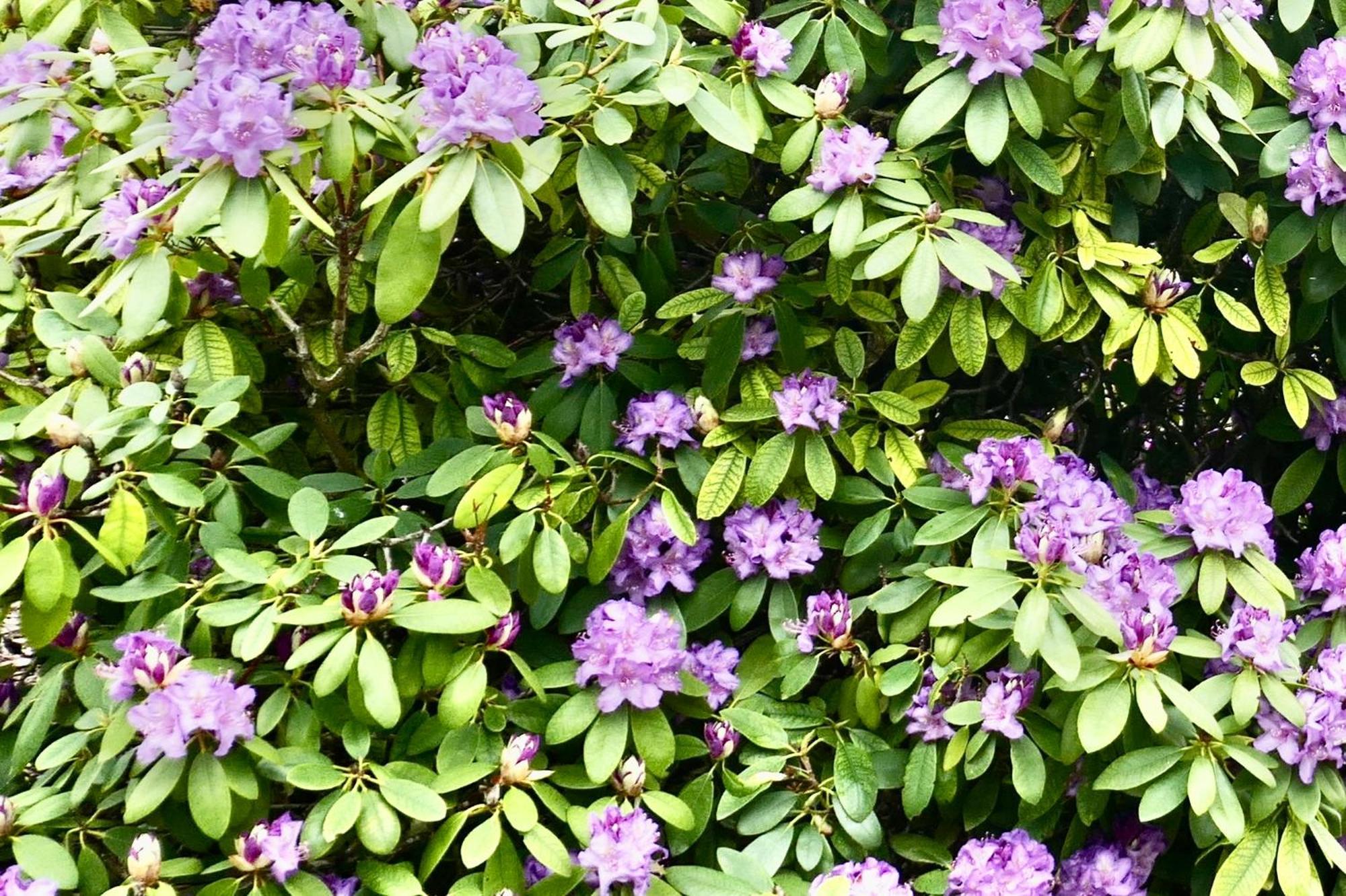 Idas Garten Bad Lauterberg Luaran gambar